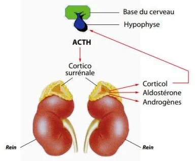 Insuffisance surrénale, schéma de secretion des hormones