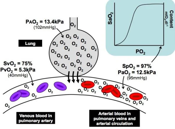 Saturation de l'oxygène Schéma oxygène et fixation sur l'hémoglobine, saturation de l'O2