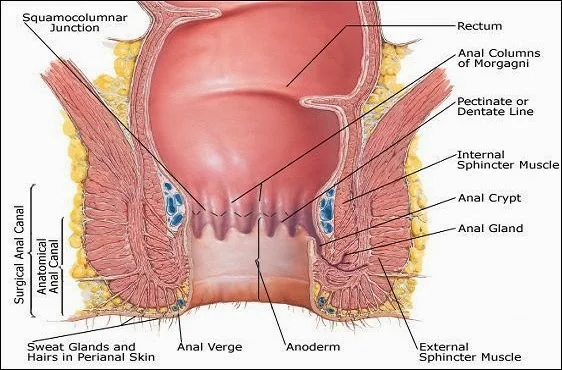 Anatomie du canal anal, proctologie anatomie du canal anal, urgences en proctologie