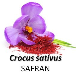 Crocus sativus ou safran