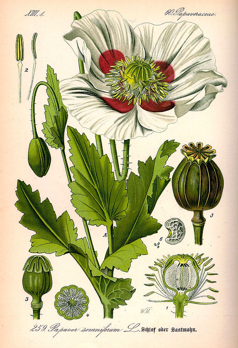 Opium plante