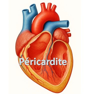 Illustration anatomique du cœur et du péricarde humain