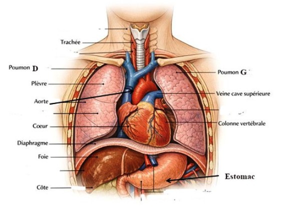 Traumatisme du thorax